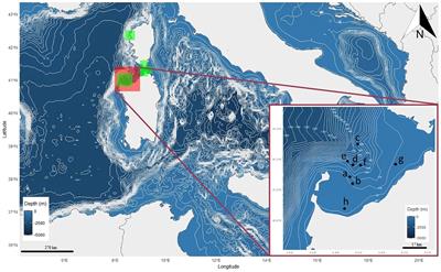 Looking into the prevalence of bycatch juveniles of critically endangered elasmobranchs: a case study from pelagic longline and trammel net fisheries of the Asinara Gulf (western Mediterranean)